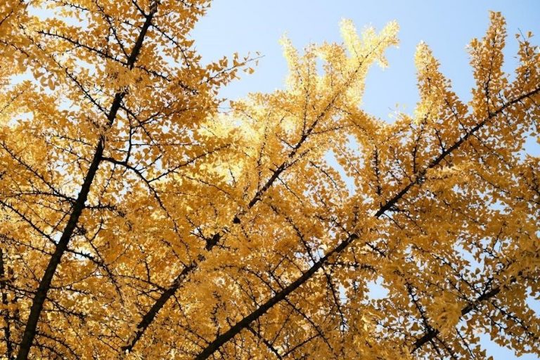 photosynthesis pdf worksheet