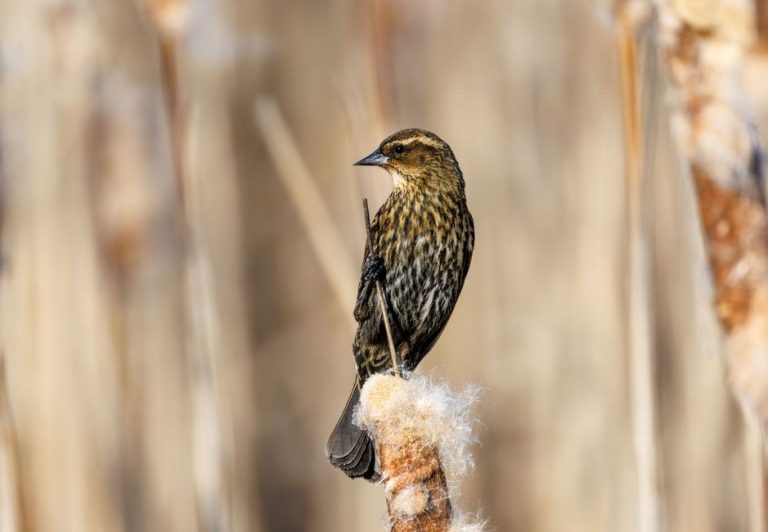 birds of colorado field guide
